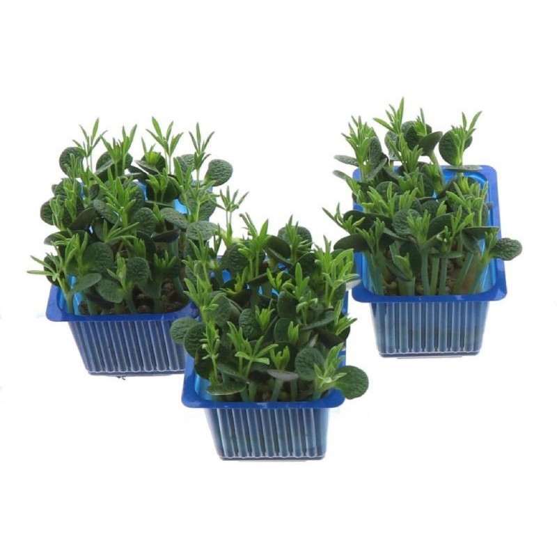 LUPINE CRESS (GOUT FRAIS, AMERE, CROQUANT) 100G
